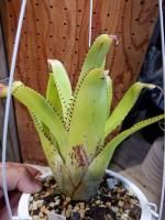 株式会社陽春園植物場 植物ネット通販 ブロメリア ティランジアなど 株式会社陽春園植物場 植物ネット通販 ブロメリア ティランジアなど