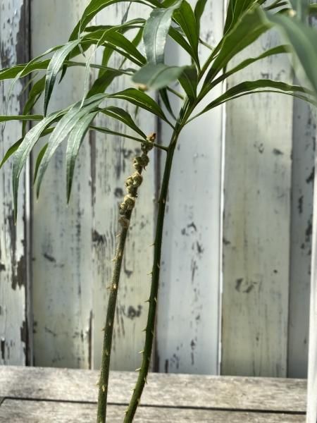 植物販売】兵庫県宝塚市㈱陽春園植物場ネット通販 サイカス