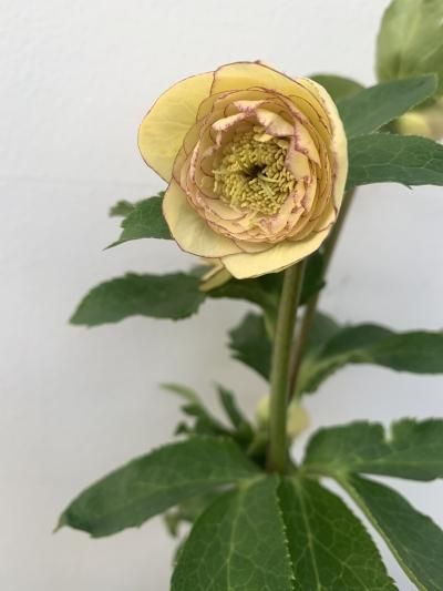 植物販売 兵庫県宝塚市 陽春園植物場ネット通販 クリスマスローズ 植物販売 兵庫県宝塚市 陽春園植物場ネット通販 クリスマスローズ