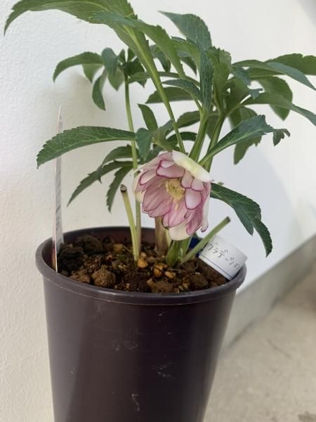 植物販売】兵庫県宝塚市?陽春園植物場ネット通販 クリスマスローズ