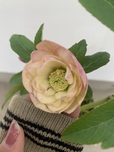 植物販売 兵庫県宝塚市 陽春園植物場ネット通販 クリスマスローズ 植物販売 兵庫県宝塚市 陽春園植物場ネット通販 クリスマスローズ