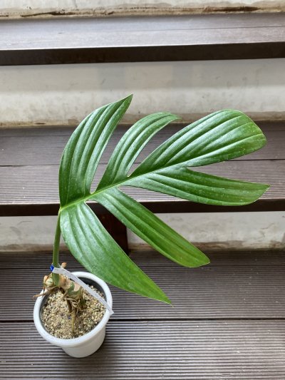 植物販売】兵庫県宝塚市㈱陽春園植物場ネット