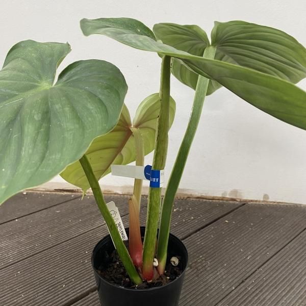 植物販売】兵庫県宝塚市㈱陽春園植物場ネット『フィロデンドロン』