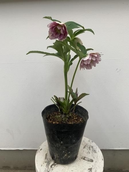 植物販売】兵庫県宝塚市?陽春園植物場ネット通販 クリスマスローズ 植物販売】兵庫県宝塚市?陽春園植物場ネット通販 クリスマスローズ
