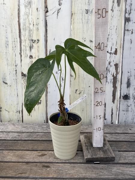 植物販売】兵庫県宝塚市㈱陽春園植物場ネット アンスリウム