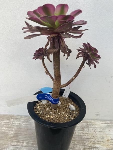 植物販売】兵庫県宝塚市㈱陽春園植物場ネット通販 植物販売】兵庫県宝塚市㈱陽春園植物場ネット通販