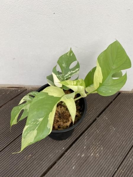 植物販売】兵庫県宝塚市㈱陽春園植物場ネット『ラフィドフォラ』 植物販売】兵庫県宝塚市㈱陽春園植物場ネット『ラフィドフォラ』