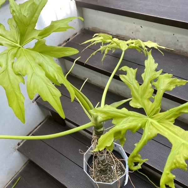 植物販売】兵庫県宝塚市㈱陽春園植物場ネット『フィロデンドロン 植物販売】兵庫県宝塚市㈱陽春園植物場ネット『フィロデンドロン