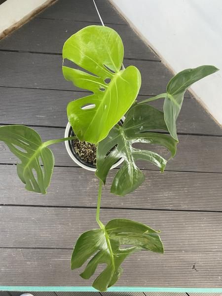 植物販売】兵庫県宝塚市㈱陽春園植物場 【モンステラ