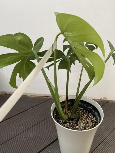 植物販売】兵庫県宝塚市㈱陽春園植物場 【モンステラ 植物販売】兵庫県宝塚市㈱陽春園植物場 【モンステラ