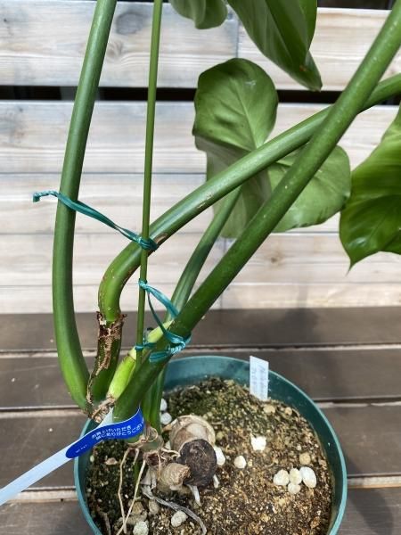 植物販売】兵庫県宝塚市㈱陽春園植物場ネット【フィロデンドロン】