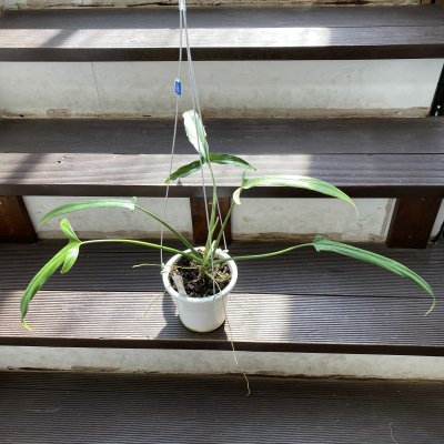 植物販売】兵庫県宝塚市㈱陽春園植物場ネット【フィロデンドロン】