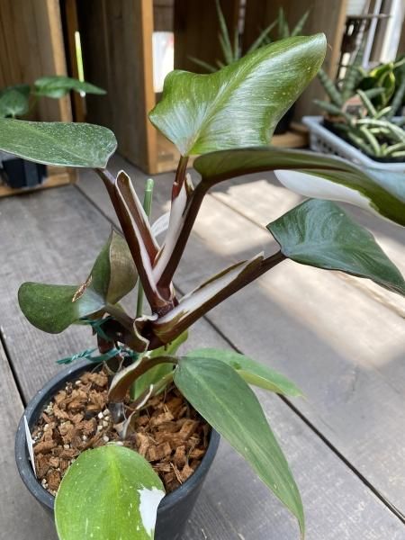 a_plants | フィロデンドロン トータム 販売中