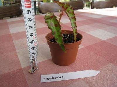 植物販売 兵庫県宝塚市 陽春園植物場ネット通販 原種ベゴニア B Amphioxus