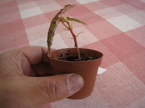 植物販売 兵庫県宝塚市 陽春園植物場ネット通販 原種ベゴニア B Amphioxus