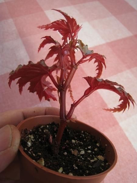 植物販売 兵庫県宝塚市 陽春園植物場ネット通販 原種ベゴニア B Sarratipetala 植物販売 兵庫県宝塚市 陽春園植物場ネット通販 原種ベゴニア B Sarratipetala