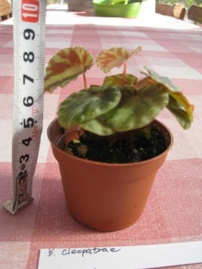 専用　売約済❣️Begonia baik ベゴニア　バイク　増殖株！原種　ベゴニア 専用 売約済❣️Begonia baik ベゴニア バイク 増殖株！原種 ベゴニア