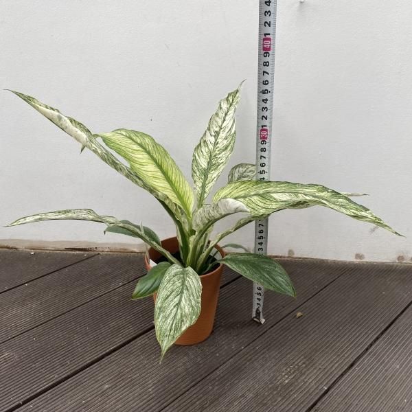 植物販売】兵庫県宝塚市㈱陽春園植物場ネット 【スパティフィラム】 植物販売】兵庫県宝塚市㈱陽春園植物場ネット 【スパティフィラム】