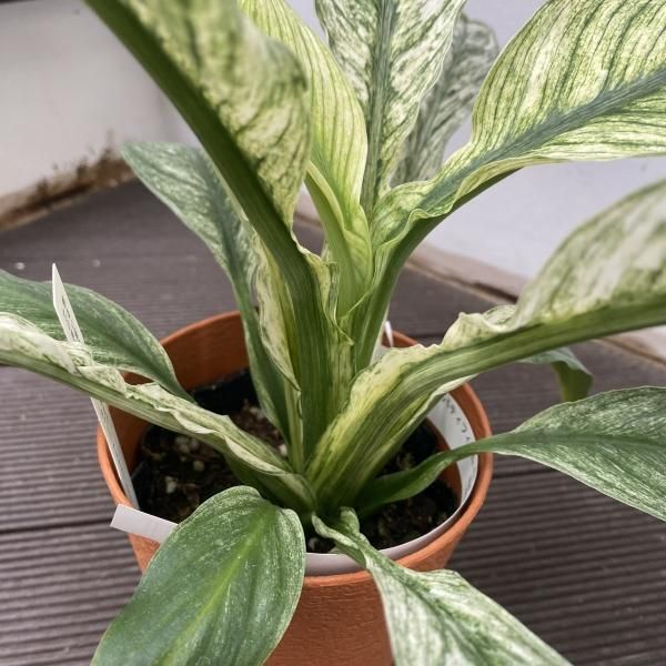 植物販売】兵庫県宝塚市㈱陽春園植物場ネット 【スパティフィラム】 植物販売】兵庫県宝塚市㈱陽春園植物場ネット 【スパティフィラム】