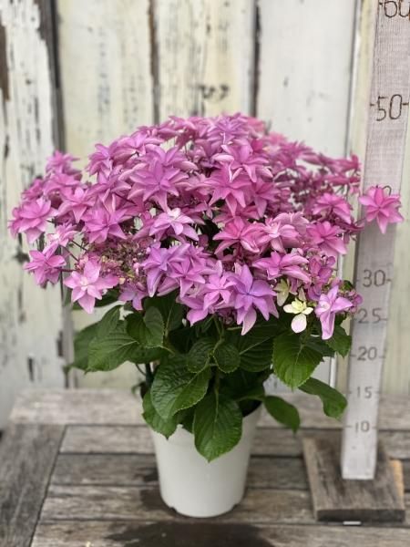 アジサイ 桜花乱舞・ピンク 5号 - 陽春園ネット通販