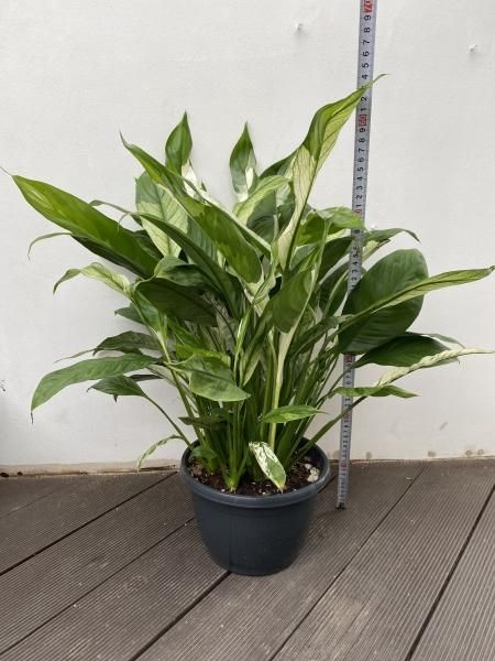 植物販売】兵庫県宝塚市㈱陽春園植物場ネット 斑入り