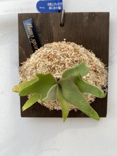 植物販売 兵庫県宝塚市 陽春園植物場ネット通販 ビカクシダ ネザーランズ 植物販売 兵庫県宝塚市 陽春園植物場ネット通販 ビカクシダ ネザーランズ