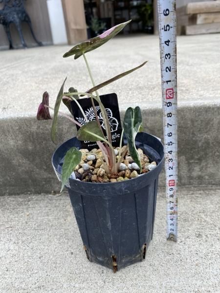 植物販売】兵庫県宝塚市㈱陽春園植物場ネット通販 【アロカシア】