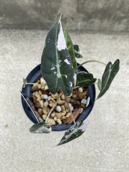 Euphorbiaアロカシアバンビーノバリエガータ