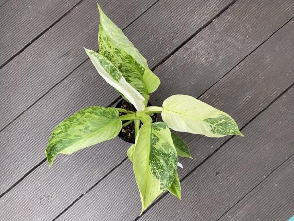 植物販売】兵庫県宝塚市㈱陽春園植物場ネット『フィロデンドロン』