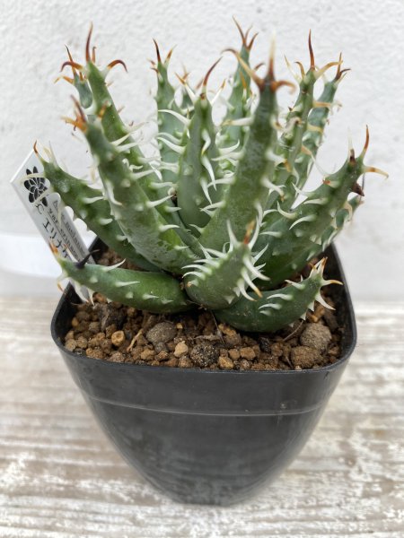 Aloe melanacantha var. 