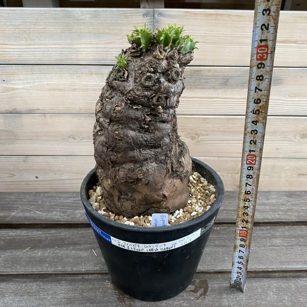 植物販売】兵庫県宝塚市㈱陽春園植物場ネット通販 ユーフォルビア 植物販売】兵庫県宝塚市㈱陽春園植物場ネット通販 ユーフォルビア