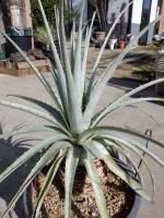 株式会社陽春園植物場 植物ネット通販 ブロメリア ティランジアなど 株式会社陽春園植物場 植物ネット通販 ブロメリア ティランジアなど