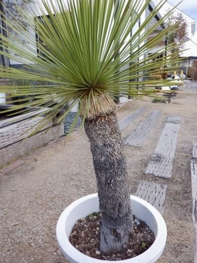 植物販売】兵庫県宝塚市㈱陽春園植物場ネット ユッカ・ロストラータ