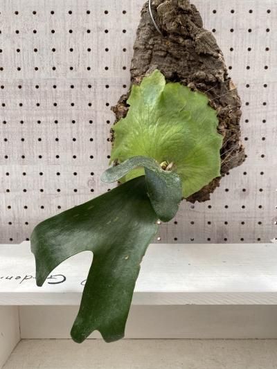 植物販売 兵庫県宝塚市 陽春園植物場ネット通販 ビカクシダ 植物販売 兵庫県宝塚市 陽春園植物場ネット通販 ビカクシダ