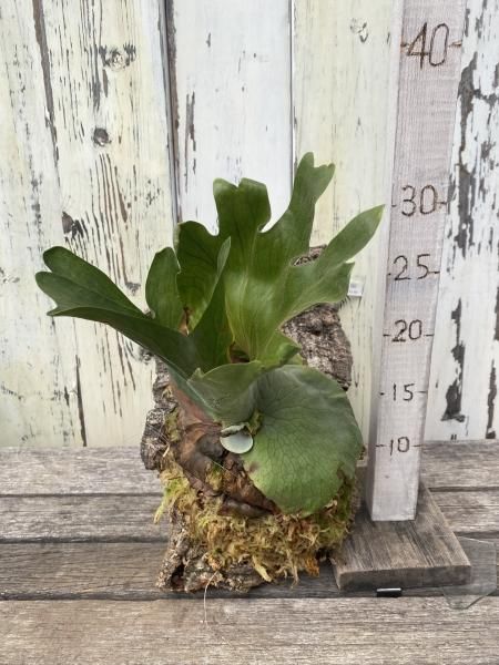 ビカクシダ ワンダエ