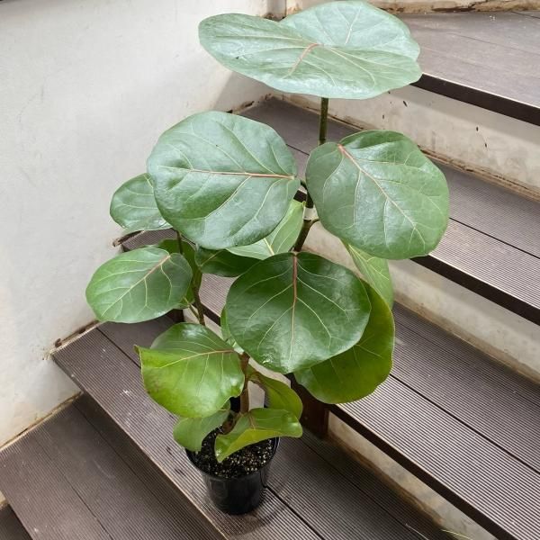 シーグレープ 約1.6メートル 白鉢　現品 シーグレープ - 陽春園ネット通販