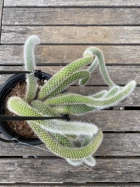 植物販売】兵庫県宝塚市㈱陽春園植物場ネット通販