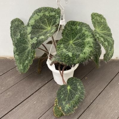 植物販売 兵庫県宝塚市 陽春園植物場ネット通販 Begonia Kapus Hulu