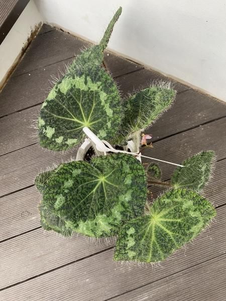 植物販売】兵庫県宝塚市㈱陽春園植物場ネット通販 【Begonia】