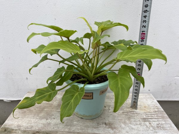 植物販売】兵庫県宝塚市㈱陽春園植物場ネット【フィロデンドロン】