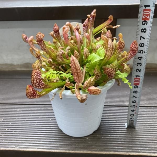 食虫植物　お知らせ用 Y's Exotics （山田食虫植物農園）