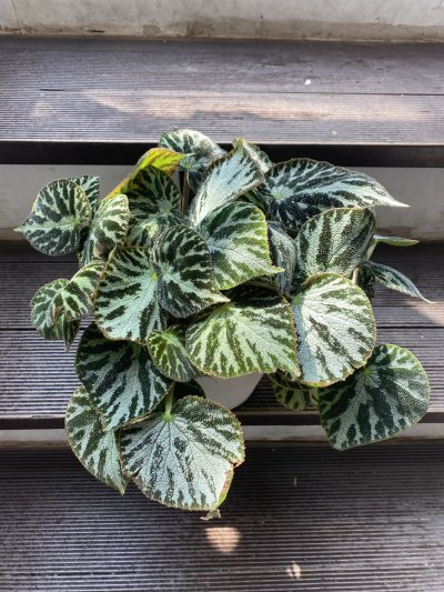 植物販売】兵庫県宝塚市㈱陽春園植物場ネット通販 【Begonia】