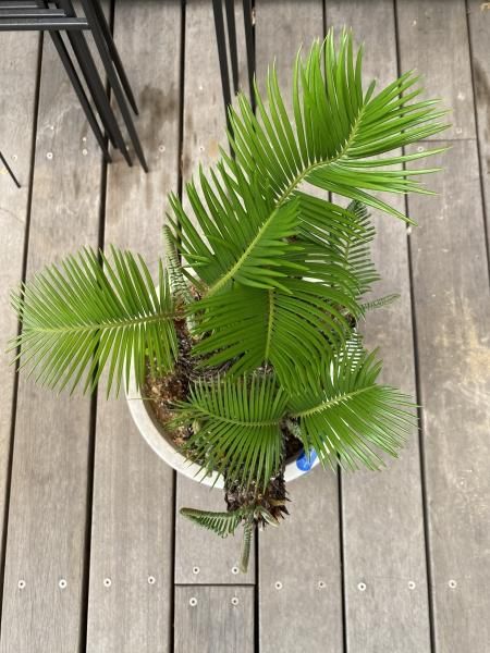植物販売】兵庫県宝塚市㈱陽春園植物場ネット通販 ソテツ