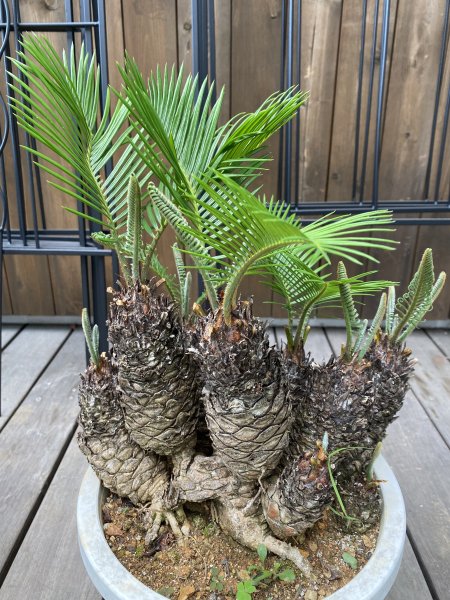 植物販売】兵庫県宝塚市㈱陽春園植物場ネット通販 ソテツ