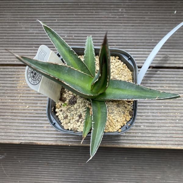 植物販売】兵庫県宝塚市㈱陽春園植物場ネット通販 アガベ