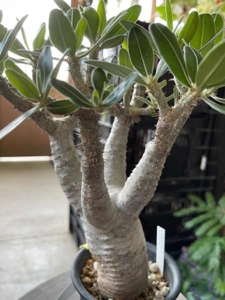 植物販売】兵庫県宝塚市㈱陽春園植物場ネット通販 植物販売】兵庫県宝塚市㈱陽春園植物場ネット通販