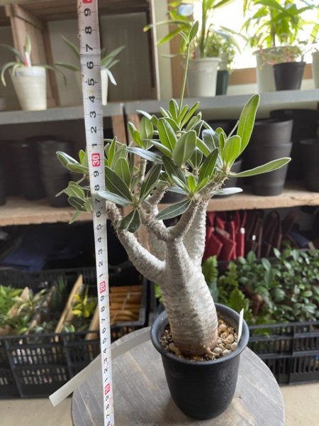 植物販売】兵庫県宝塚市㈱陽春園植物場ネット通販 パキポディウム・カクチペス