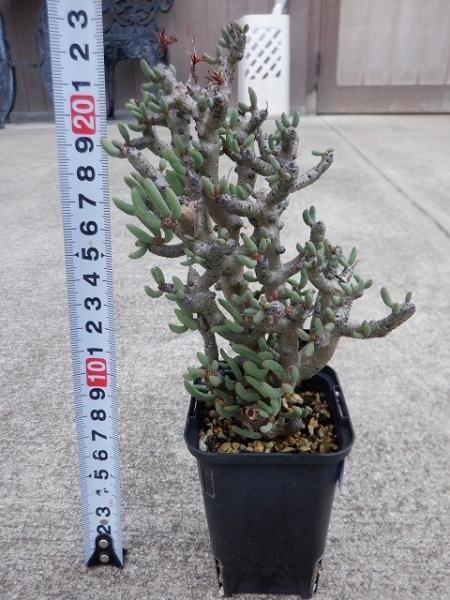 チレコドン・ブッコルジアヌス - 陽春園ネット通販