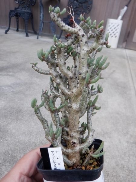 チレコドン・ブッコルジアヌス - 陽春園ネット通販