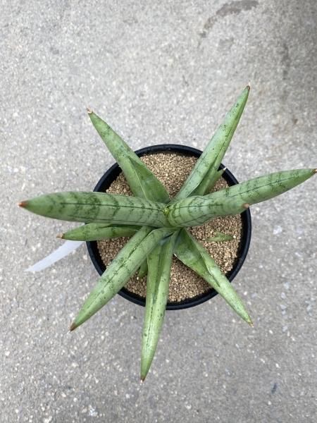 植物販売】兵庫県宝塚市㈱陽春園植物場ネット『サンスベリア』
